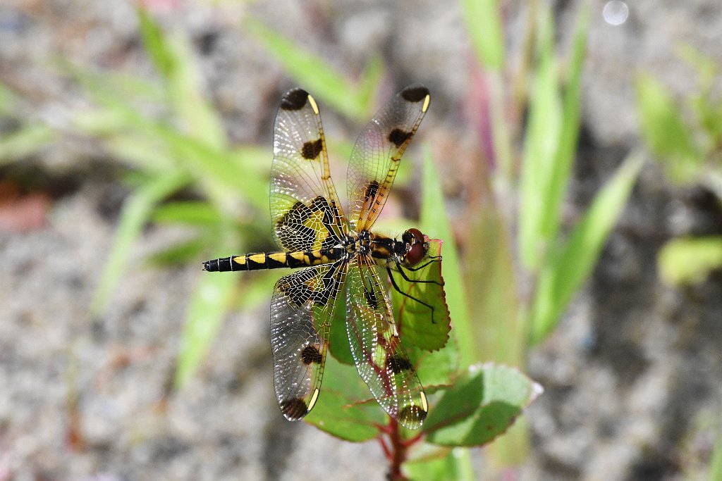 026 2017-07041327 Quabbin Reservoir, MA.JPG - Calico Pennant Dragonfly (Celithemis elisa). Quabbin Reservoir, MA, 7-4-2017